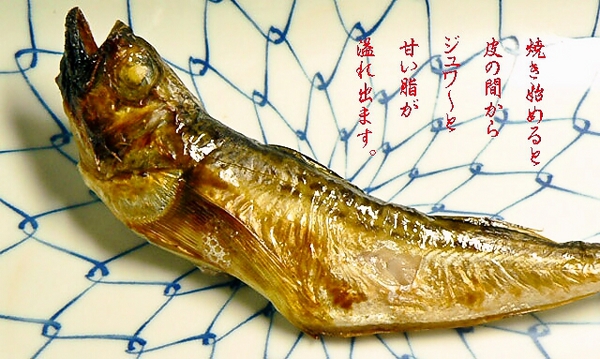 ハタハタ