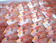 鯛2