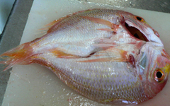 鯛7