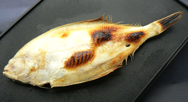 甲高カレイ4