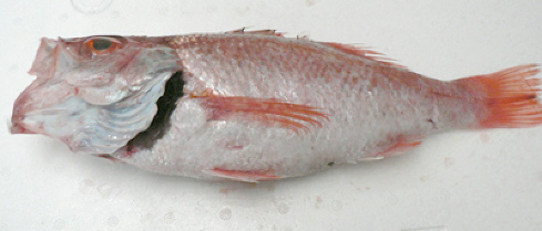のどぐろ（鮮魚）５００～６００ｇ