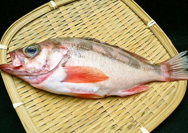 メバル